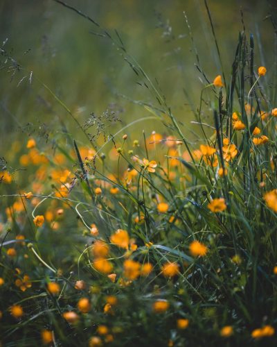 benjamin-finley-W_3cz3I2M1A-unsplash (1)